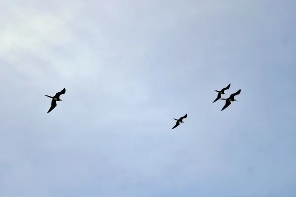 7 Best Places for Bird Watching in Rarotonga & the Cook Islands 🦜