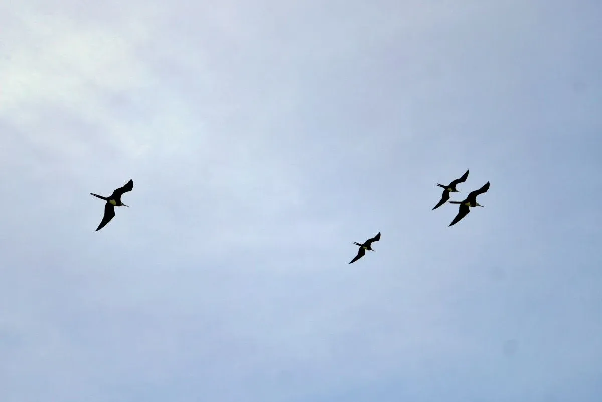 7 Best Places for Bird Watching in Rarotonga & the Cook Islands 🦜