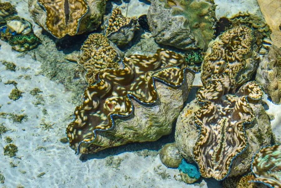 18 Animals & Birds in Rarotonga & the Cook Islands ????
