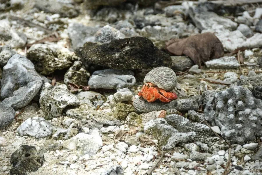 20 Animals & Birds in Rarotonga & the Cook Islands 🐦