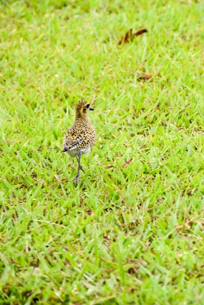 10 Animals & Birds in Rarotonga & the Cook Islands ????