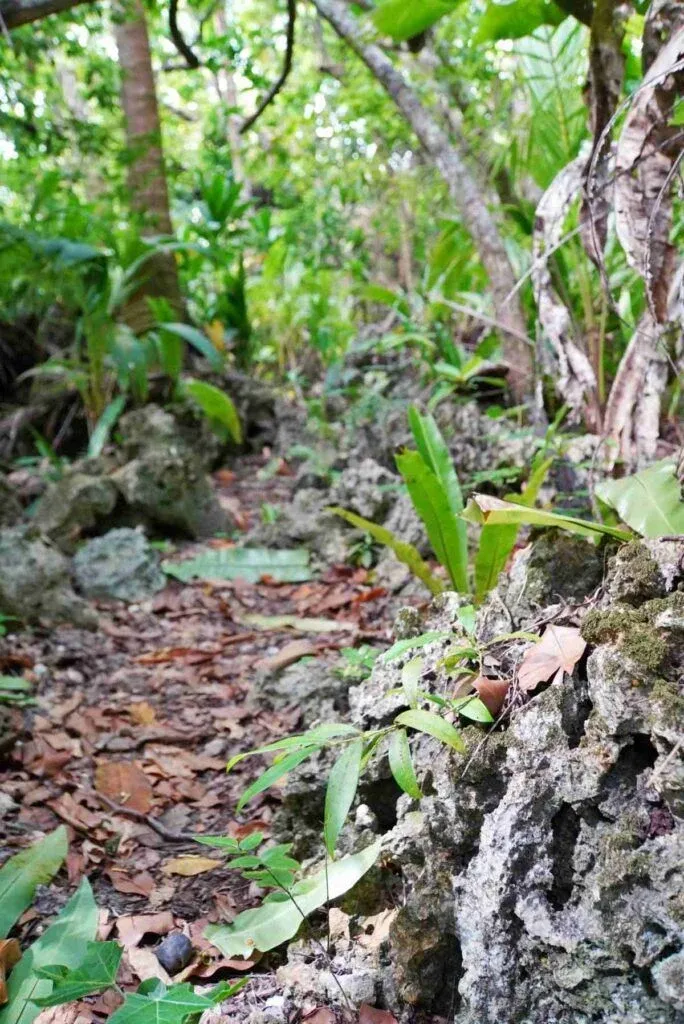 5 Best Caves on Atiu
