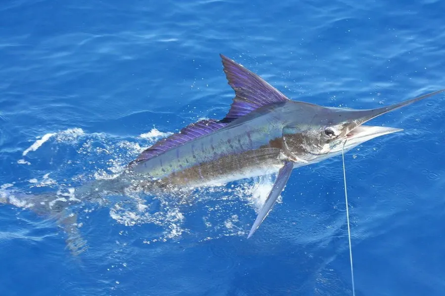 Fishing in the Cook Islands: The Types of Fish in Rarotonga & the Cook Islands