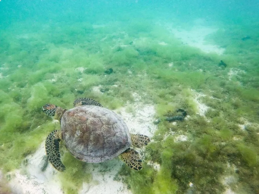 The Best Snorkelling in Rarotonga: Top 7 Places to Snorkel 🐠