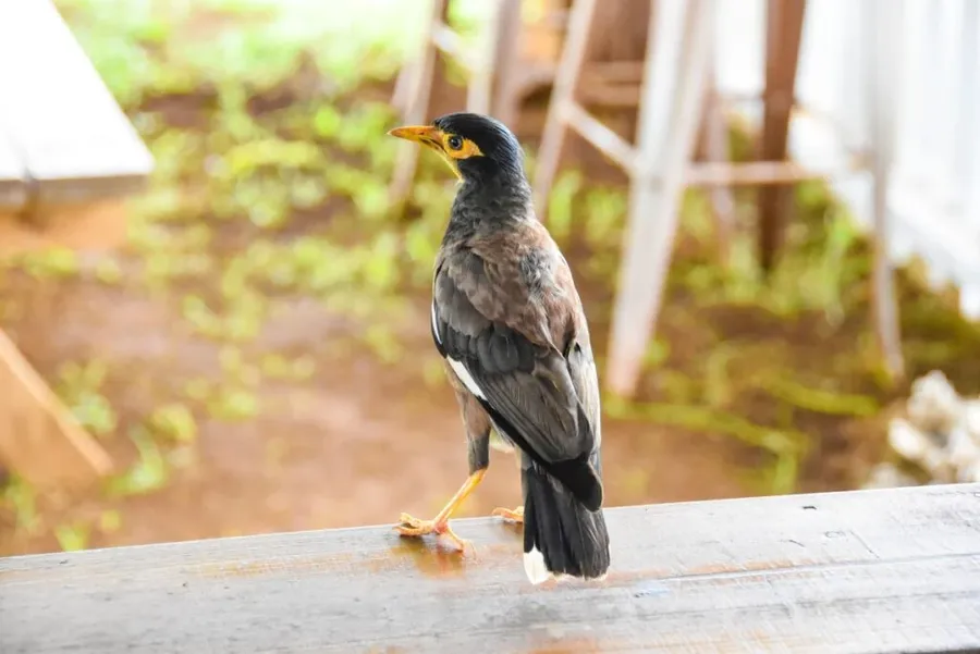 10 Animals & Birds in Rarotonga & the Cook Islands ????