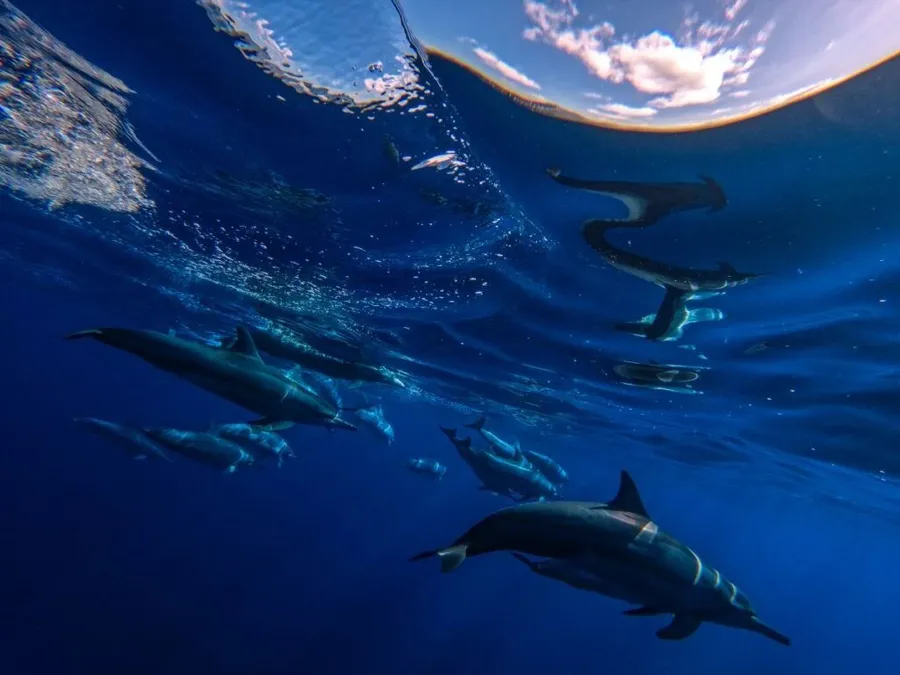 Dolphins in the Cook Islands: The Best Time to See Dolphins in Rarotonga