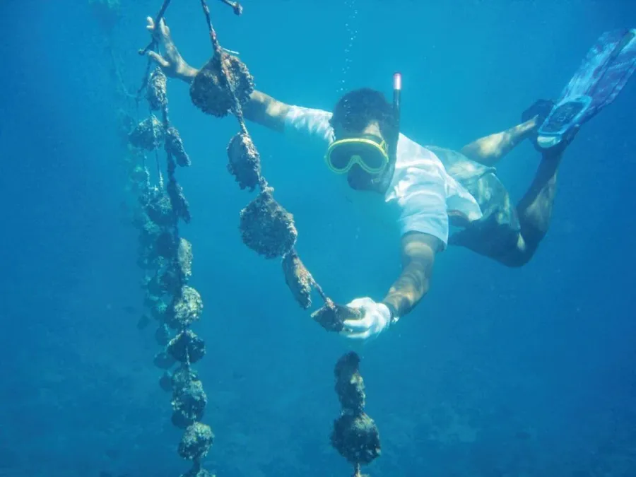 The Complete Travel Guide to Manihiki