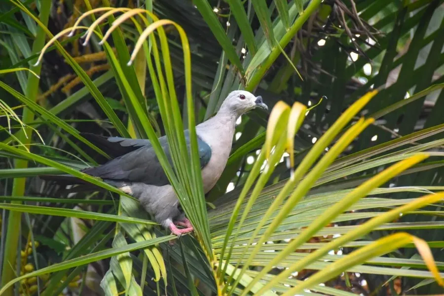 10 Animals & Birds in Rarotonga & the Cook Islands ????