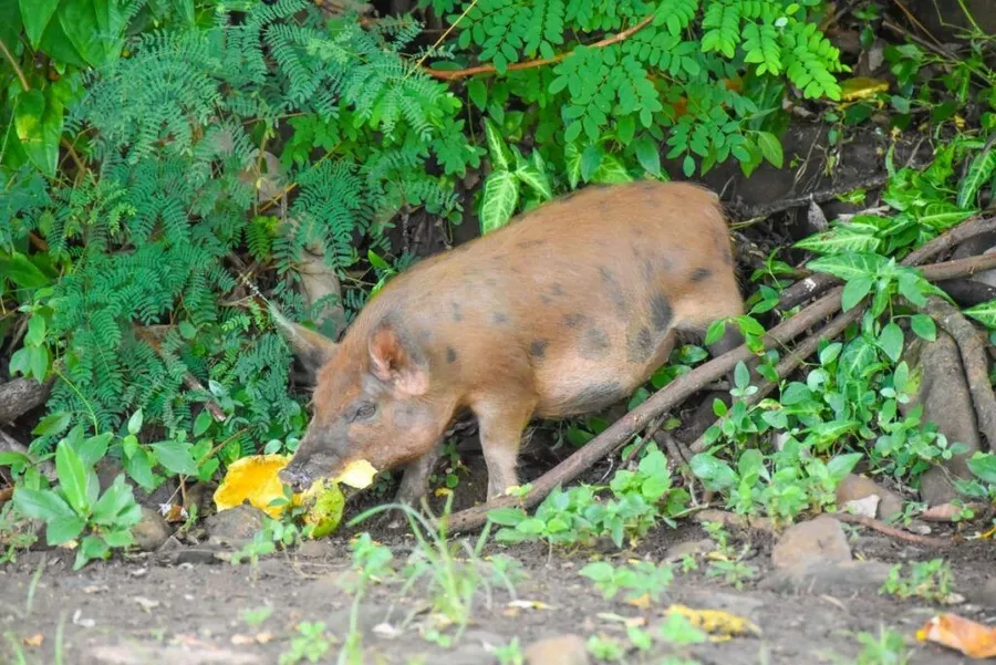 18 Animals & Birds in Rarotonga & the Cook Islands ????