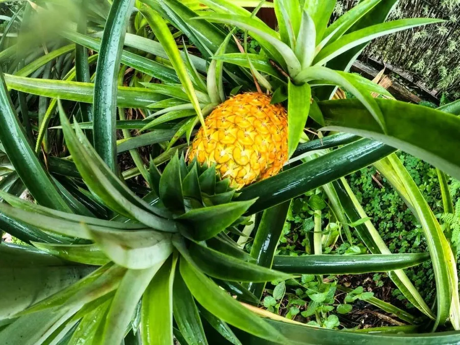 15 Exotic Fruits in Rarotonga & the Cook Islands You HAVE to Try!