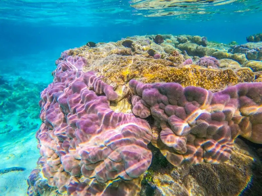 The Best Snorkelling in the Cook Islands: Top 10 Places to Snorkel