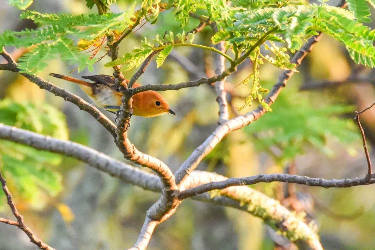 20 Animals & Birds in Rarotonga & the Cook Islands ????