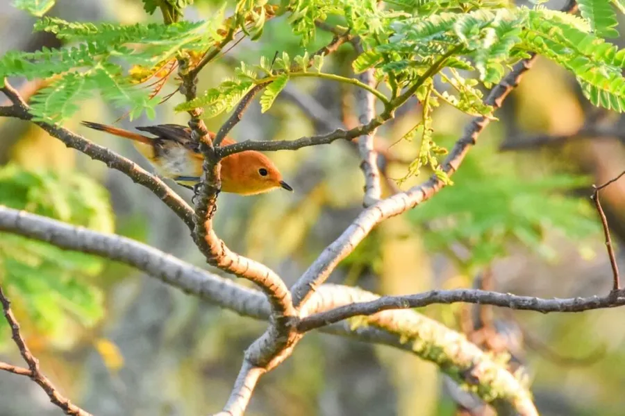 10 Animals & Birds in Rarotonga & the Cook Islands ????