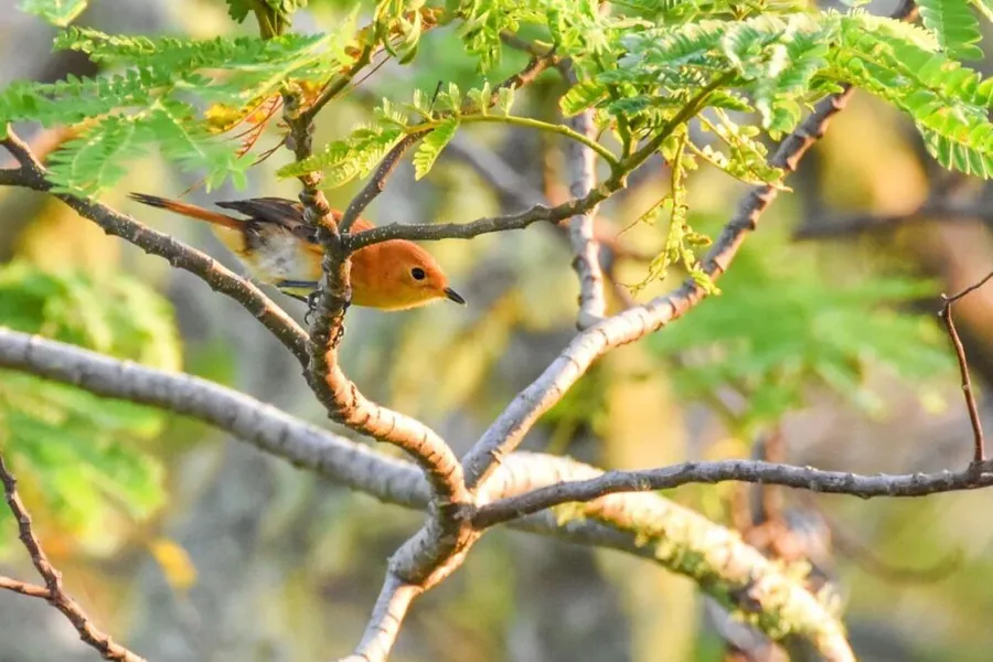 7 Best Places for Bird Watching in Rarotonga & the Cook Islands 🦜