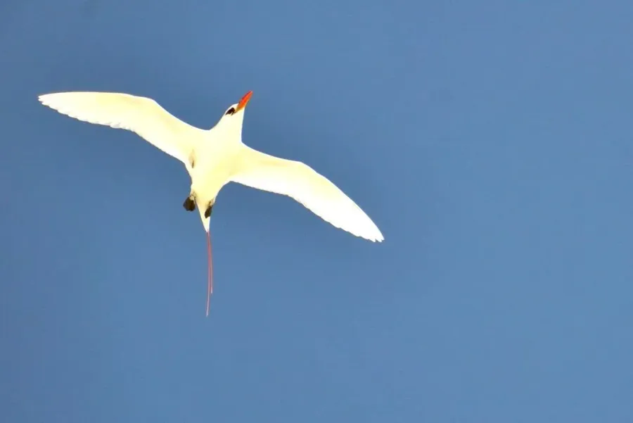 20 Animals & Birds in Rarotonga & the Cook Islands 🐦