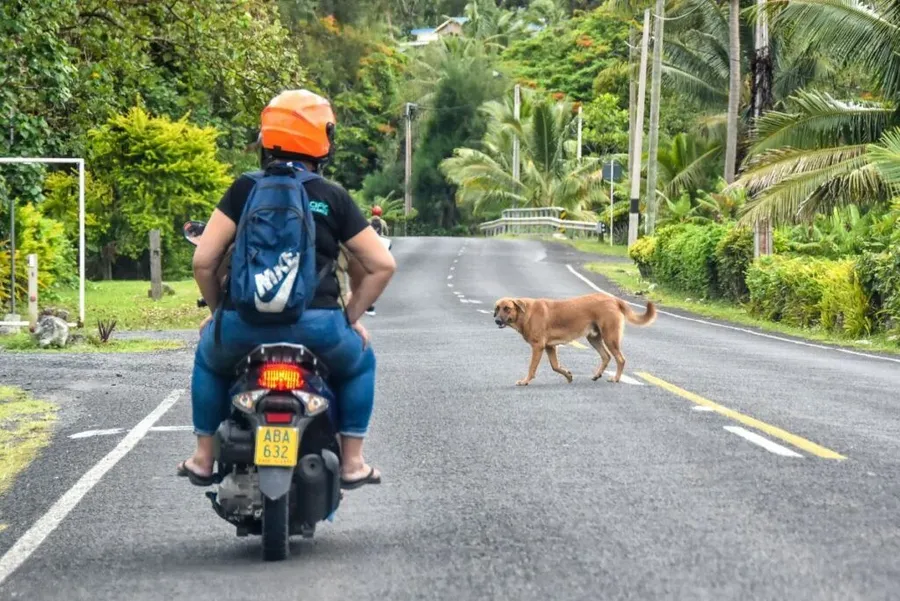 10 Safety Tips for Driving in Rarotonga & the Cook Islands