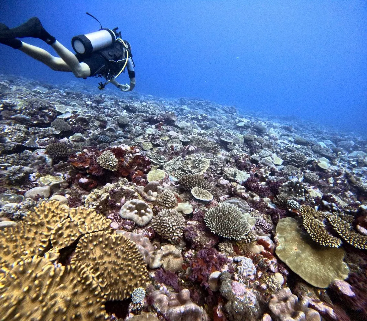 The Best Scuba Diving in Rarotonga: Top 25 Places to Scuba Dive