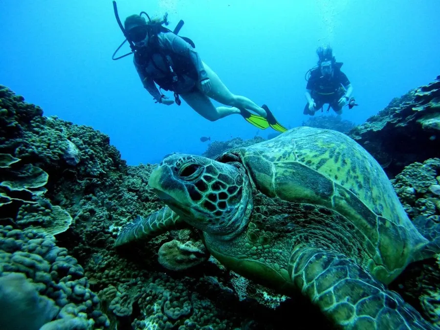 5 Best Dive Shops & Operators in Rarotonga & the Cook Islands