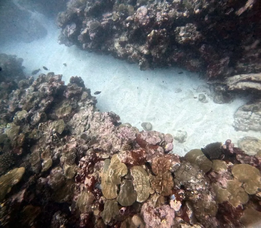The Best Scuba Diving in Aitutaki: Top 20 Places to Scuba Dive