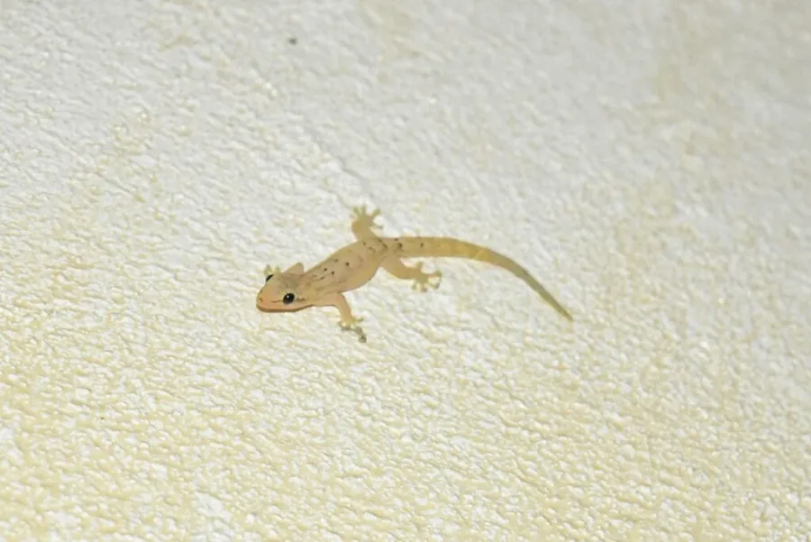 Wildlife in the Cook Islands: Animals in the Cook Islands & Where to See Them