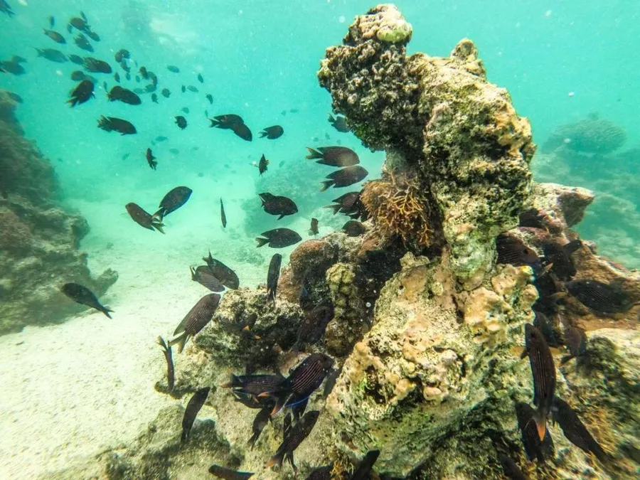 The Best Snorkelling in Rarotonga: Top 7 Places to Snorkel 🐠