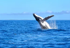 7 Best Whale Watching (& Swimming) Tours in the Cook Islands ????