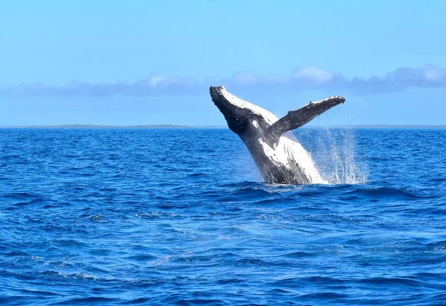 7 Best Whale Watching (& Swimming) Tours in the Cook Islands ????