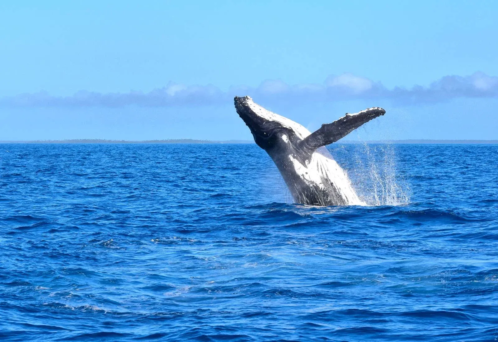7 Best Whale Watching (& Swimming) Tours in the Cook Islands ????