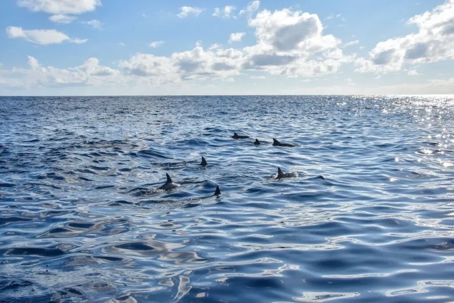 Dolphins in the Cook Islands: The Best Time to See Dolphins in Rarotonga