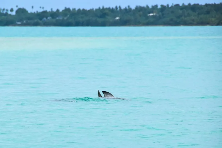 The Best Snorkelling in Aitutaki: Top 10 Places to Snorkel