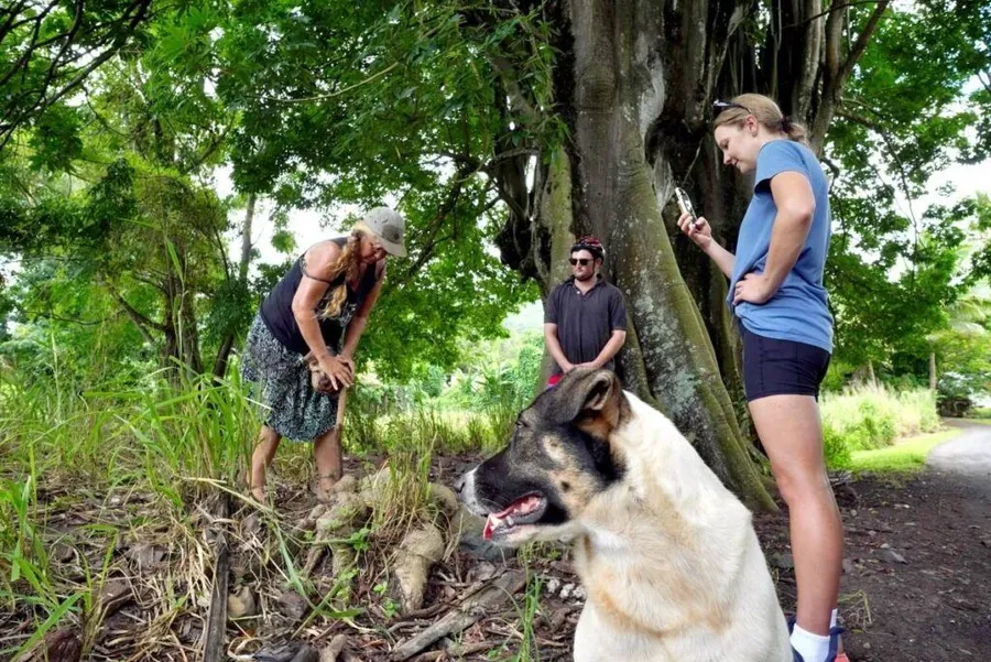 10 Best Guided Walks in Rarotonga & the Cook Islands ⛰️ [2025]