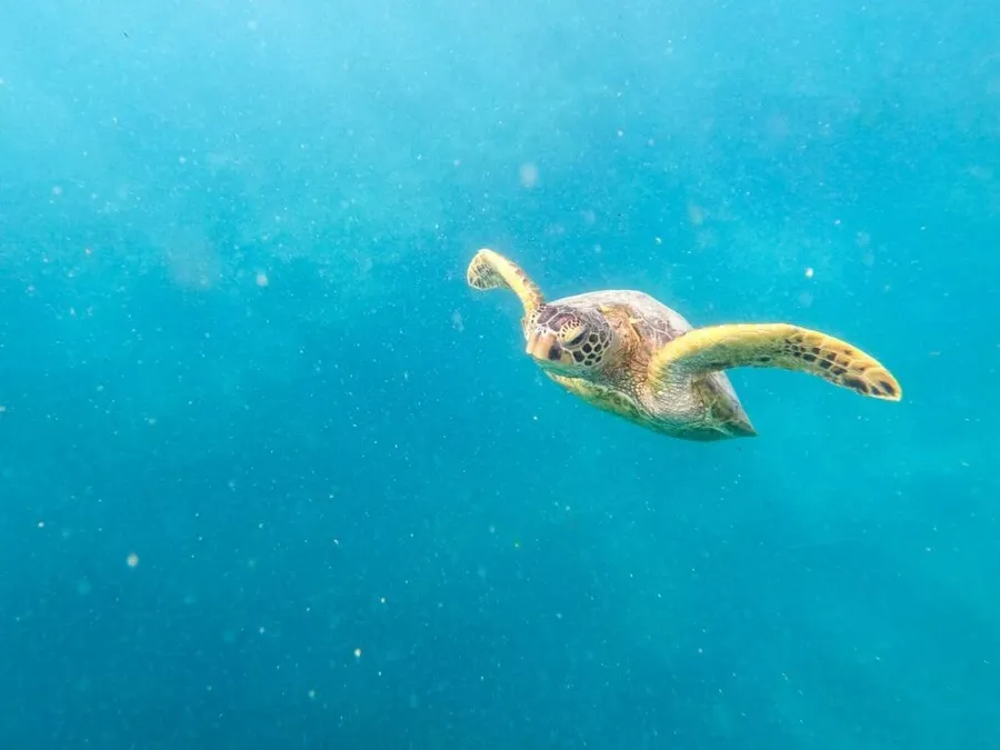 The Best Scuba Diving in the Cook Islands: Top 10 Places to Scuba Dive