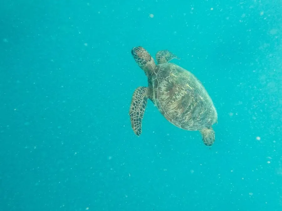 The Best Scuba Diving in Aitutaki: Top 20 Places to Scuba Dive