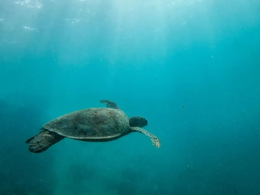 11 Best Tours in the Cook Islands [2025]