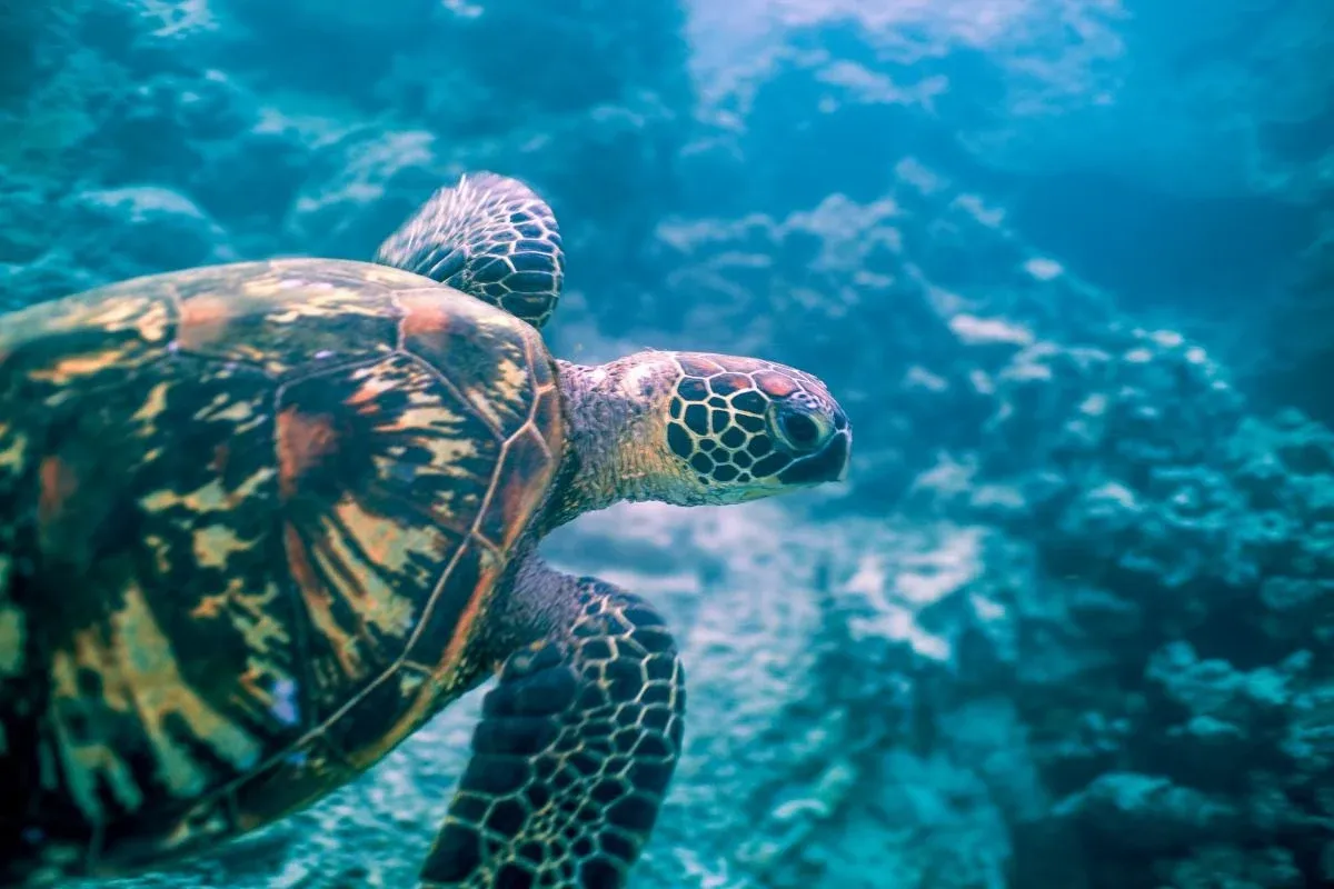 The Complete Travel Guide to Manuae | Cook Islands Pocket Guide