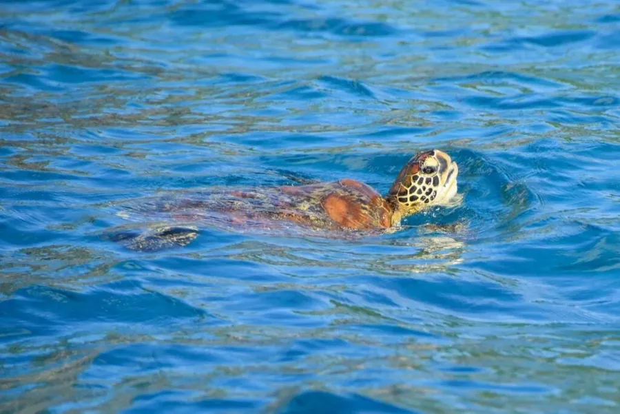 8 Best Turtle Swimming Tours in Rarotonga & the Cook Islands