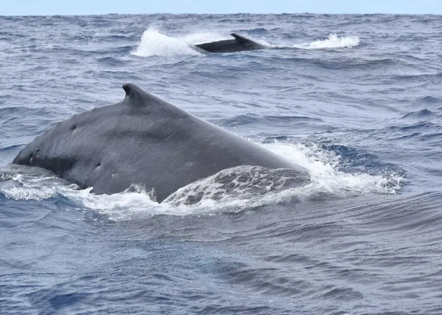 7 Best Whale Watching (& Swimming) Tours in the Cook Islands ????