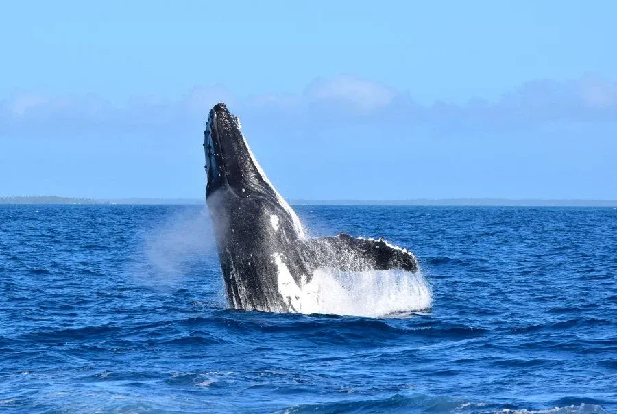 7 Best Whale Watching (& Swimming) Tours in the Cook Islands ????