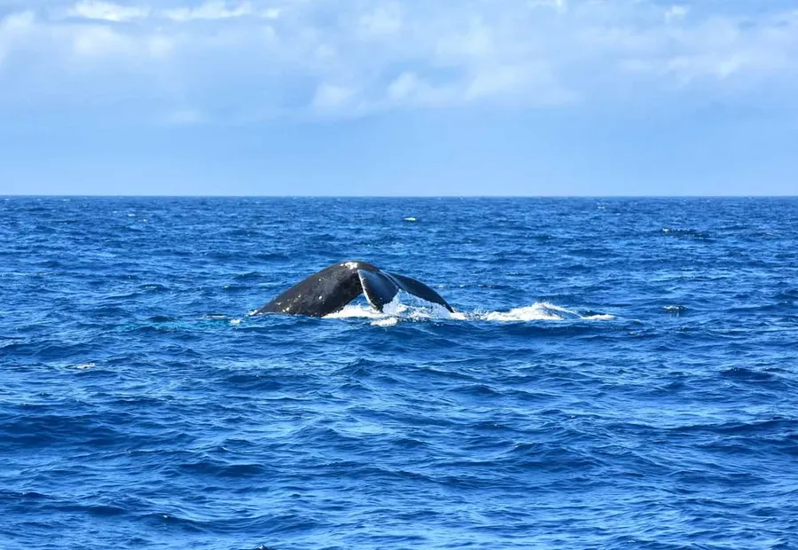 10 Best Places for Whale Watching in Rarotonga & the Cook Islands