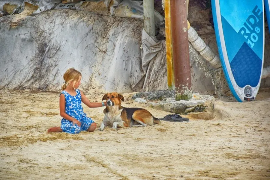 20 Animals & Birds in Rarotonga & the Cook Islands ????