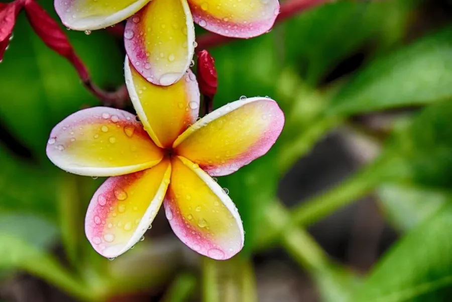 29 Tips for Your Family Rarotonga & Cook Islands Vacation with Kids