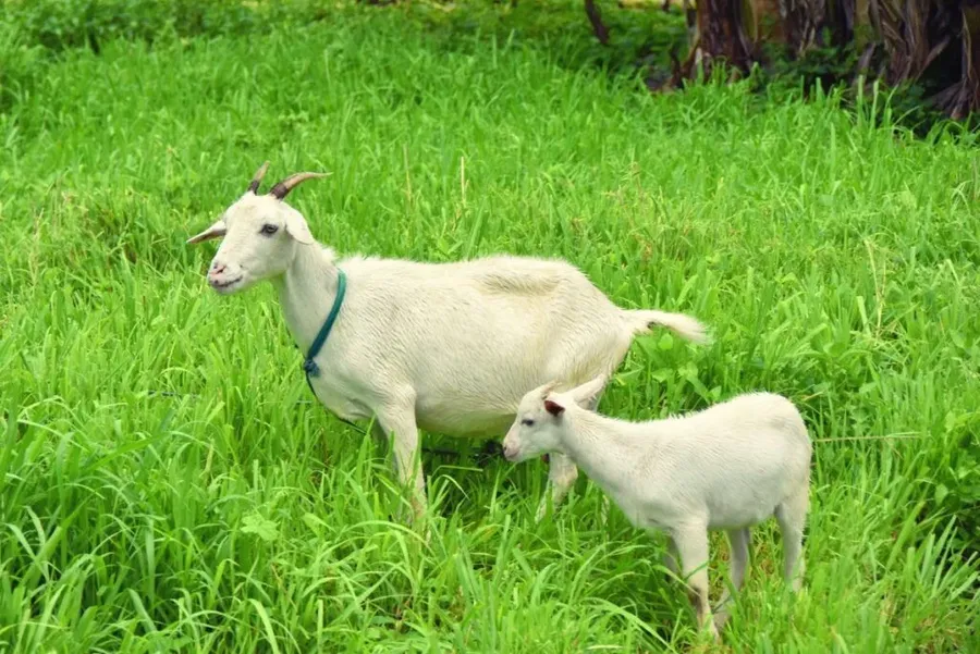 7 Things to Do on Mangaia with Kids