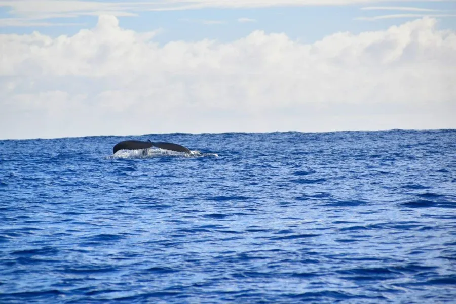 40 Best Things to Do in the Cook Islands with Kids ???? [2023]