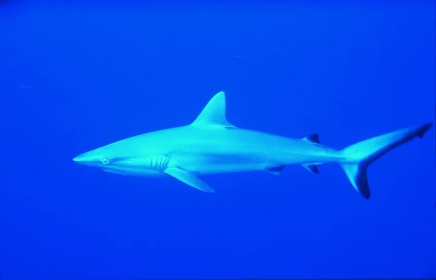 What Types of Fish Can You Fish for in Niue?