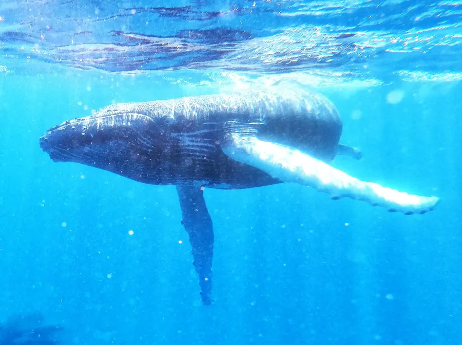 10 Luxury Activities on Niue