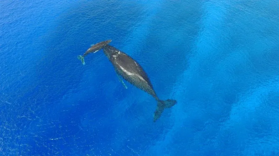 The Guide to Swimming with Whales in Niue