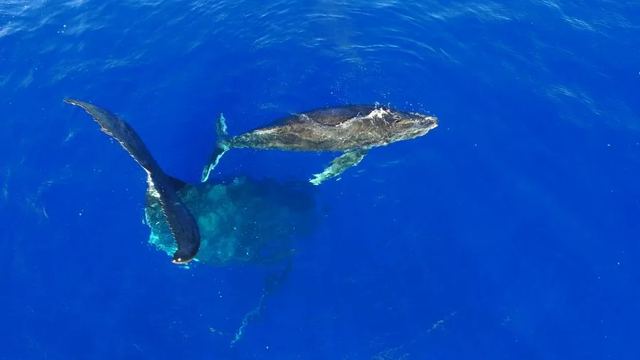 The Best Boat Tours in Niue