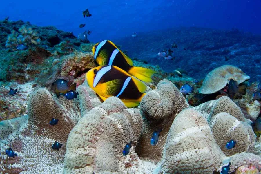 10 Must-Dos in Niue