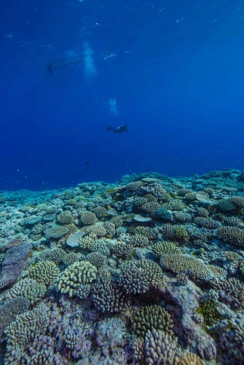10 Best Dive Sites in Niue