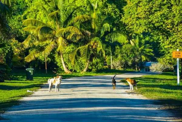 10 Essential Tips for Cycling in Niue